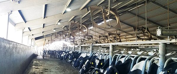 Dairy Farm - Central Valley, CA
