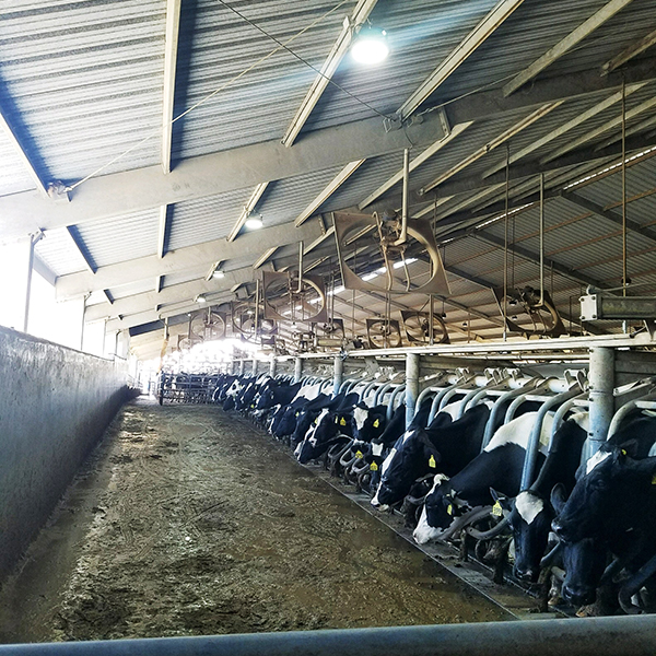 Dairy Farm - Central Valley, CA